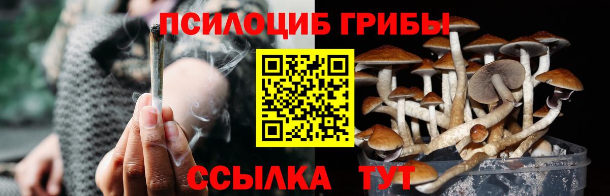 Псилоцибиновые грибы Psilocybe Выборг